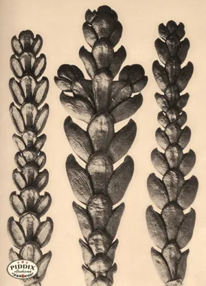 PDXC20194 -- Macro Sepia Plants