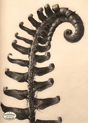 PDXC20203 -- Sepia Fern