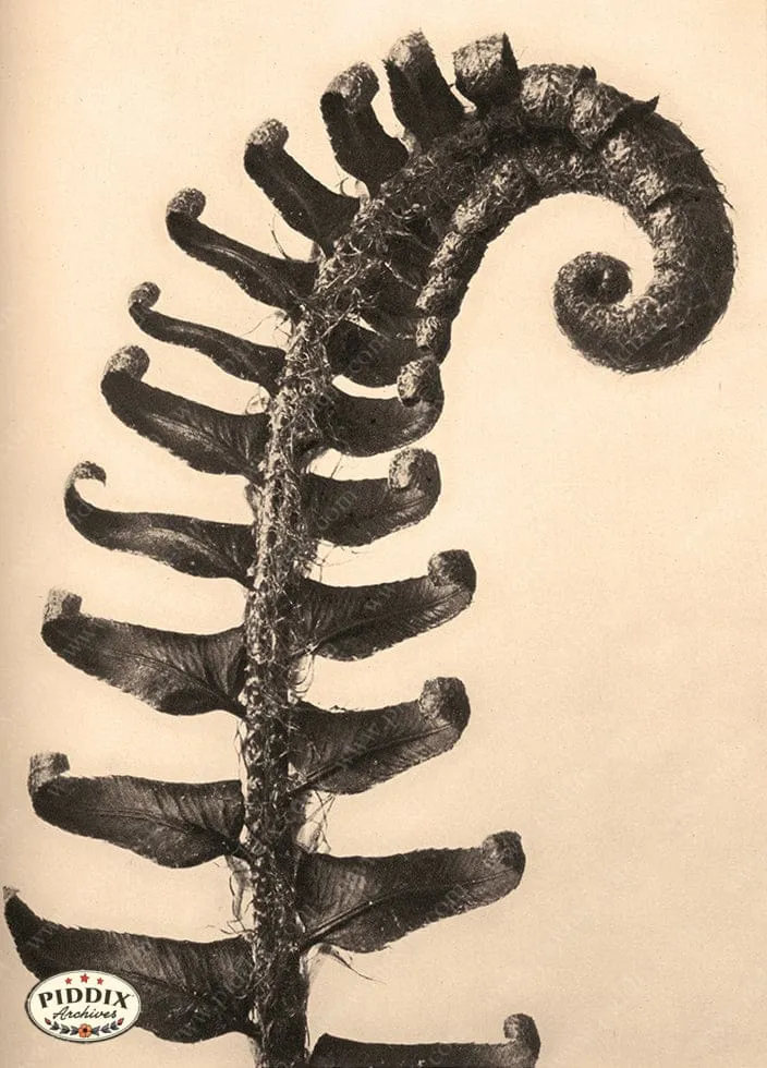 PDXC20203 -- Sepia Fern